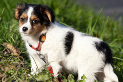 phoca_thumb_l_IMG_9480_resize