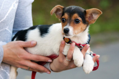 phoca_thumb_l_IMG_9485_resize