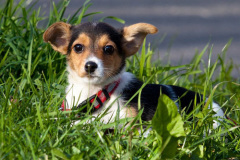 phoca_thumb_l_IMG_9488_resize