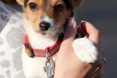 phoca_thumb_l_IMG_9511_resize