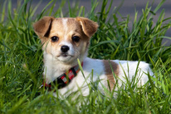 phoca_thumb_l_IMG_9515_resize