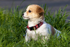 phoca_thumb_l_IMG_9517_resize