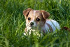 phoca_thumb_l_IMG_9524_resize