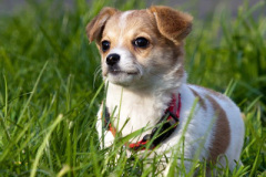phoca_thumb_l_IMG_9525_resize