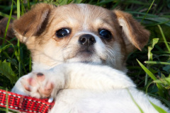 phoca_thumb_l_IMG_9534_resize