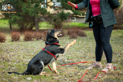 Psiaki Fundacji Wzajemnie Pomocni
