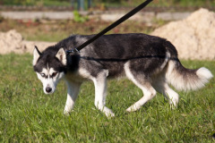 phoca_thumb_l_IMG_9540_resize