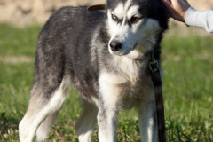 phoca_thumb_l_IMG_9547_resize