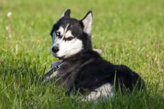 phoca_thumb_l_IMG_9554_resize