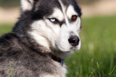 phoca_thumb_l_IMG_9562_resize