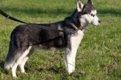 phoca_thumb_l_IMG_9564_resize