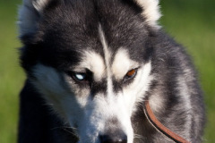 phoca_thumb_l_IMG_9567_resize