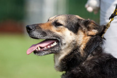 phoca_thumb_l_IMG_0371_resize