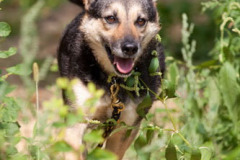 phoca_thumb_l_IMG_0411_resize