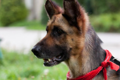 Sara