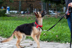 phoca_thumb_l_IMG_9035_resize
