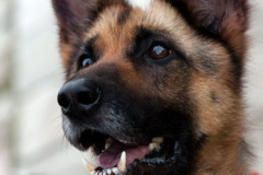 phoca_thumb_l_IMG_9042_resize