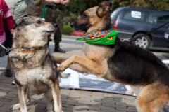 phoca_thumb_l_IMG_9084_resize