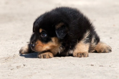 phoca_thumb_l_IMG_9214_resize