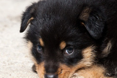 phoca_thumb_l_IMG_9223_resize