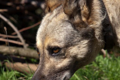 phoca_thumb_l_IMG_9233_resize