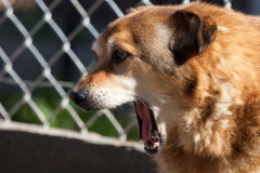 phoca_thumb_l_IMG_9245_resize