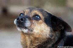 phoca_thumb_l_IMG_9272_resize
