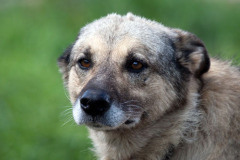phoca_thumb_l_IMG_9318_resize
