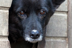 phoca_thumb_l_IMG_9346_resize