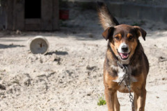 phoca_thumb_l_IMG_9366_resize