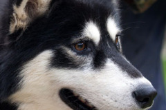 phoca_thumb_l_IMG_8671_resize