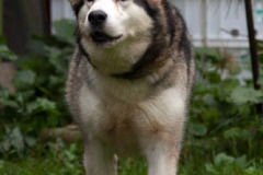 phoca_thumb_l_IMG_8685_resize