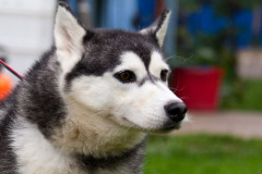 phoca_thumb_l_IMG_8695_resize