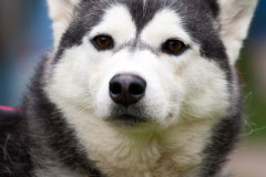 phoca_thumb_l_IMG_8697_resize