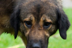 phoca_thumb_l_IMG_8730_resize