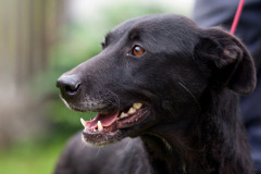 phoca_thumb_l_IMG_8784_resize