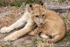 phoca_thumb_l_IMG_9461_resize