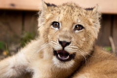 phoca_thumb_l_IMG_9466_resize