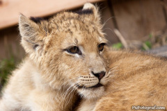phoca_thumb_l_IMG_9467_resize