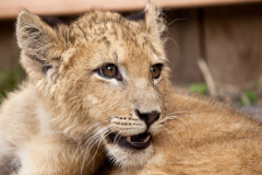 phoca_thumb_l_IMG_9470_resize