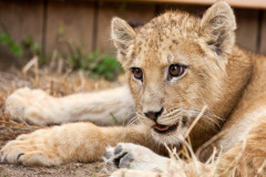 phoca_thumb_l_IMG_9482_resize