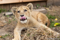 phoca_thumb_l_IMG_9488_resize