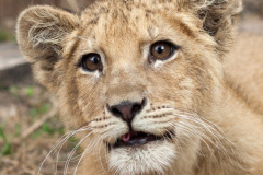 phoca_thumb_l_IMG_9489_resize
