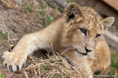 phoca_thumb_l_IMG_9490_resize