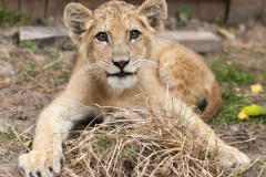 phoca_thumb_l_IMG_9495_resize