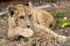 phoca_thumb_l_IMG_9497_resize