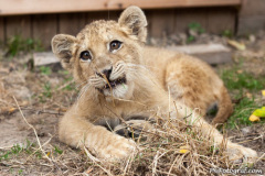 phoca_thumb_l_IMG_9498_resize