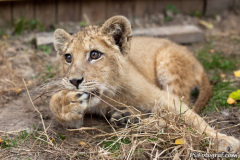 phoca_thumb_l_IMG_9503_resize