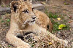 phoca_thumb_l_IMG_9506_resize