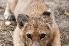 phoca_thumb_l_IMG_9516_resize